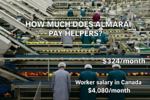 How much does Almarai pay helpers?